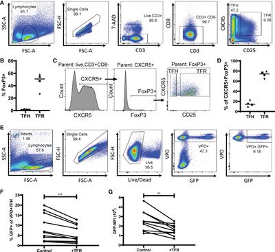 Follicular regulatory T cells eliminate HIV-1-infected follicular helper T cells in an IL-2 concentration dependent manner